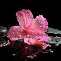 Vishnu Raj K