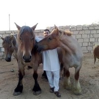 Hakim Alwaer