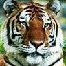 Prashant Patil