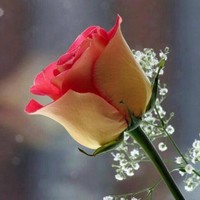 Harpreet B