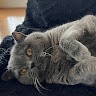 Monty T