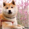 Testing Profile