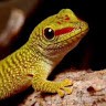 The Lizard