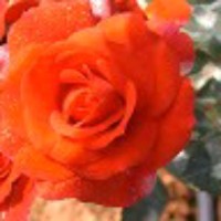 Nagesh K