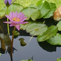 Kanjit Choenghom