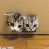 Smoochie Wallace Kitty