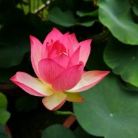 李昕蓉