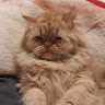 Eng Walid