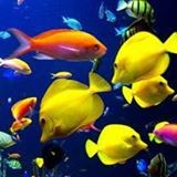 Sowmya. S-Emp