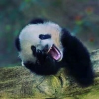 朱梦茹