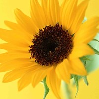 Bumble Bee Child Care Centre