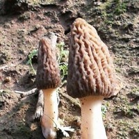 陈金泉