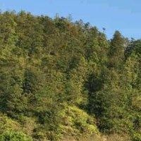 陈震华