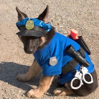 German Shepherd