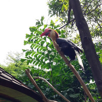 Tjahjadi Hermawan