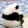 Jiabei sun