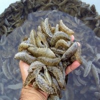 Beni Giraspy Daniel Azari