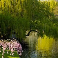 Wellness Willow