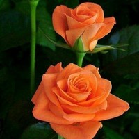 حسين حسين زكريا