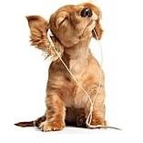 valdirene rodrigues de sousa