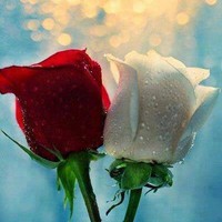 SHIVEEKA VEENA SINGH