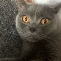唐若兰