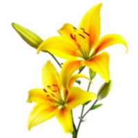 Sunil Dodke