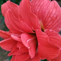 Sudhir Ray