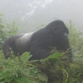 Gorilla Cousins Rwanda