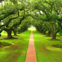 Tree Click