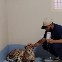 Hamad Al-Ghareeb