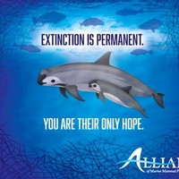 Marine Life Videos