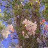 Isabelle Watson