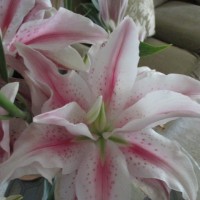 Donna Corbie