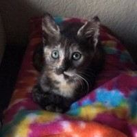 Kitten Foster