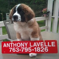 Anthony Lavelle