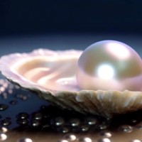 Pearl Oyster