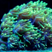 Anemone Panemone