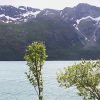 Knut Elling Skogli