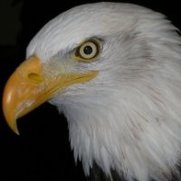 dakshnamurthy arivalagan