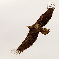 Bernardo Lavalle Martinez