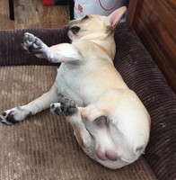 王大牛
