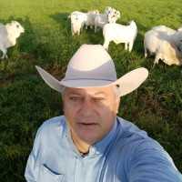 Renato T. Dib