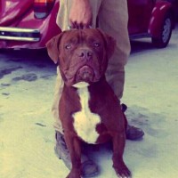 David Gutierrez camacho