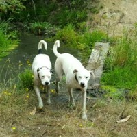 Oscar Morales Retamal