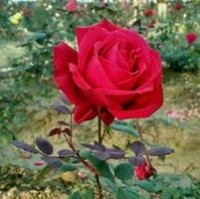 Chotulal Patel