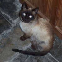 Jorge Xurxo Gatuno