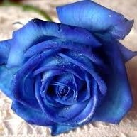 Indhu P