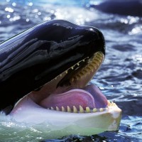 Killer Whale