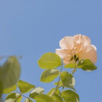 杜永宏